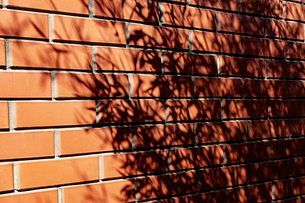 Sunlight casts intricate contrasting shadow of bamboo leaves onto textured brick wall, creating natural interplay of light and shadow