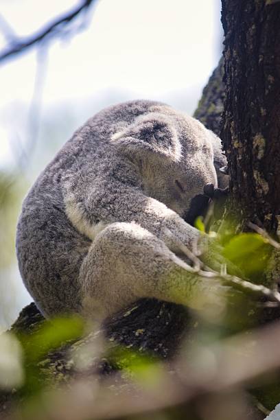A kola on a tree in Australia.