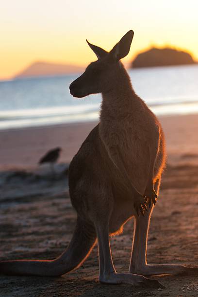 istock Kangaroo silhouette stands on sunset beach 2241457342