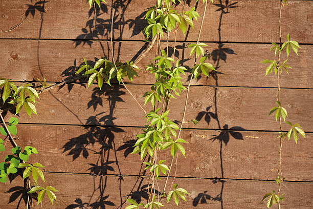A vine is growing on a wooden fence. The leaves are green and the vine is climbing up the fence