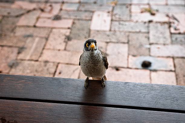 Solitary perched sparrow gazes intently from a wooden ledge against a weathered brick wall backdrop.