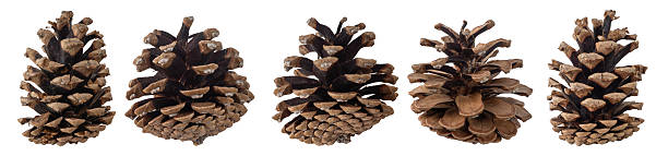 istock Collection of dry pine cones isolated 2241458725