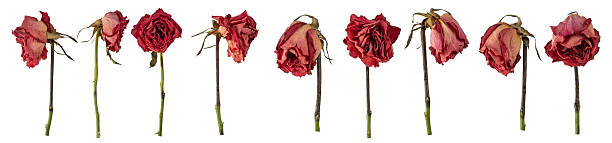Dried red roses isolated on white background.