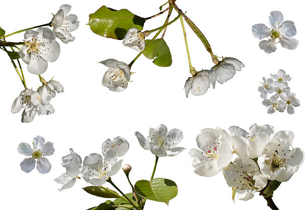 Collection of cherry blossoms isolated on white background.