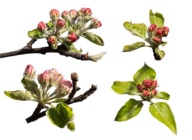 Collection of apple flowers isolated on white background.