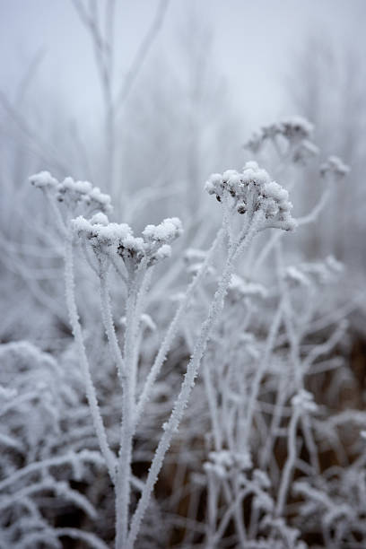 istock Dry, ground elder stems covered in hoar. 2241459370