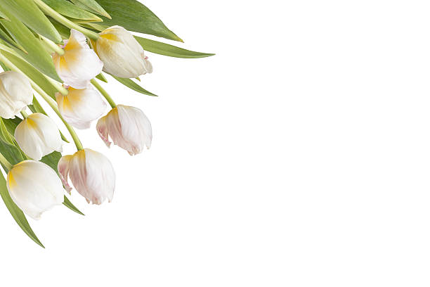 istock White  tulips arrangement isolated 2241461457