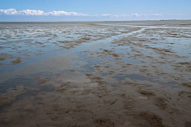 Oyster farming in the Netherlands