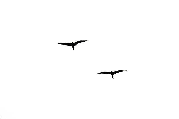 Silhouettes of two birds in flight against a bright sky in Sydney, NSW, Australia. (Photo by Tara Chand Malhotra)