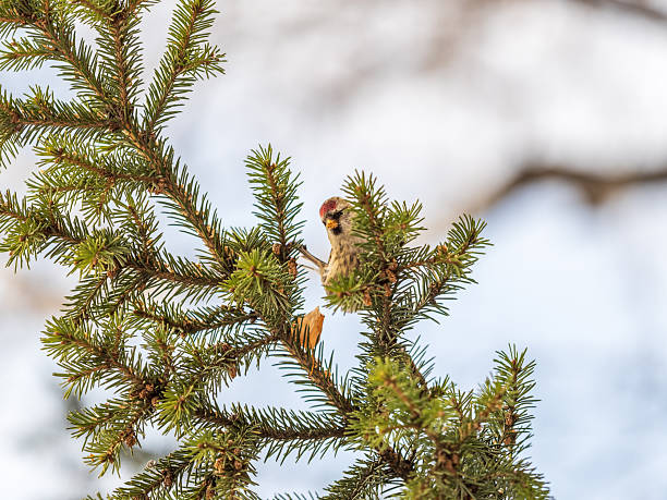 istock Common redpoll female, cute bird with bright red patch on its forehead sits on tree branch without leaves in sunny spring day. 2241463570