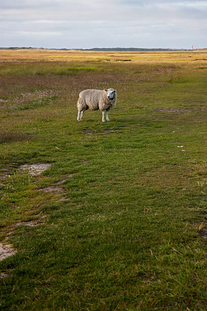 istock A single Texel sheep in the nature reserve. 2241464652