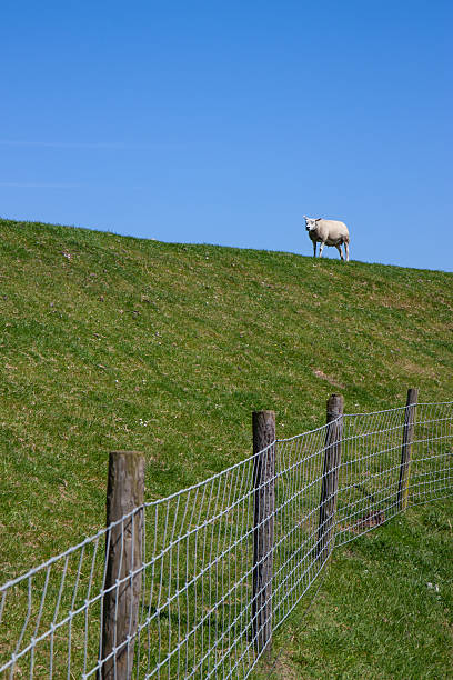 istock A classic Texel sheep stands atop a grassy green dike on Texel. 2241464654