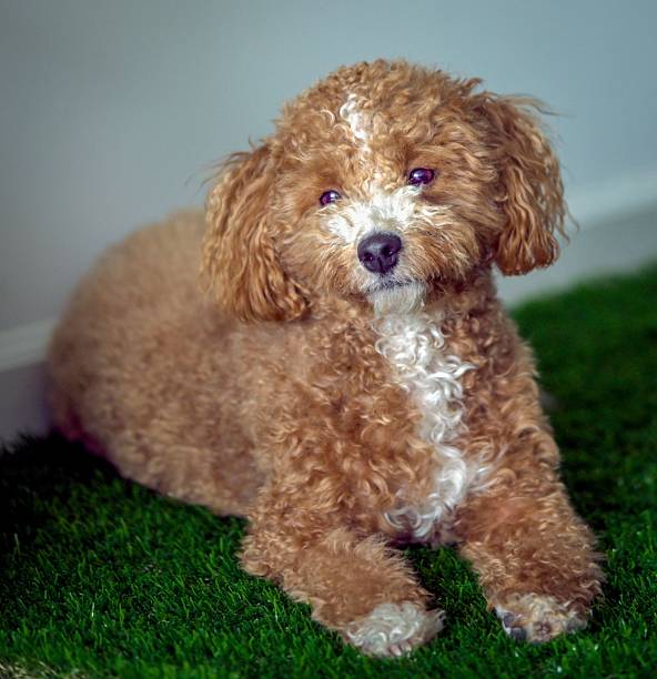 istock Adorable brown poodle puppy on green grass. 2241465057