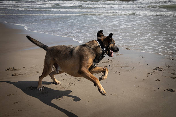 Large dog playing on the beach on a sunny and cloudy day.