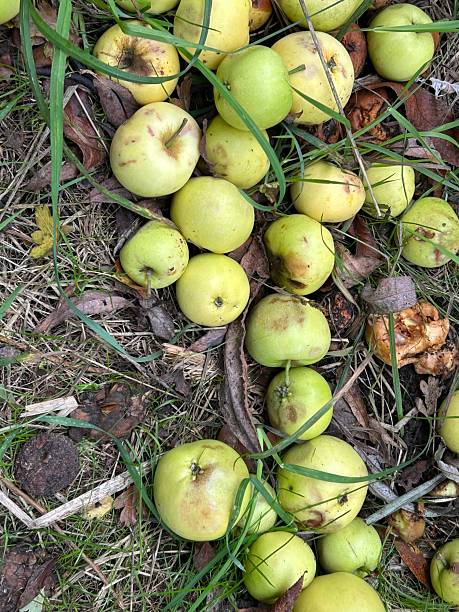 istock Fresh Green Apples Laying On Grass With Fallen Leaves in Autumn 2241470535