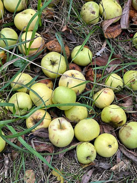 istock Fresh Green Apples Laying On Grass With Fallen Leaves in Autumn 2241470536