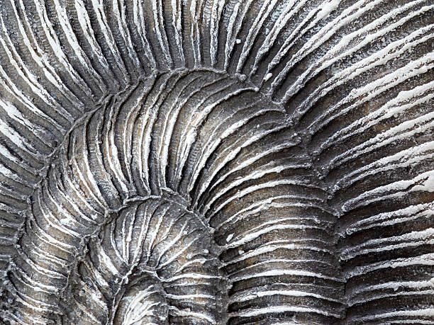 istock An intricate, fossilized shell pattern has been beautifully revealed in natural stone 2241471374