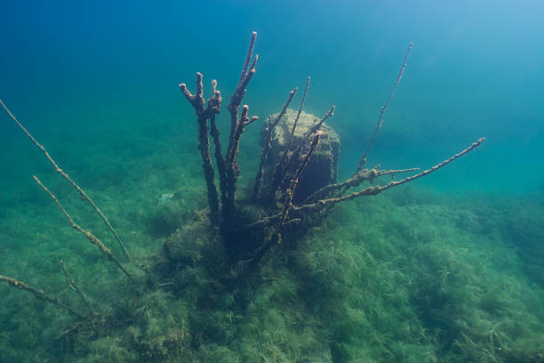 A mysterious underwater scene of submerged Soviet prison ruins overgrown with algae in the clear waters of Rummu quarry, Estonia.Close up photo