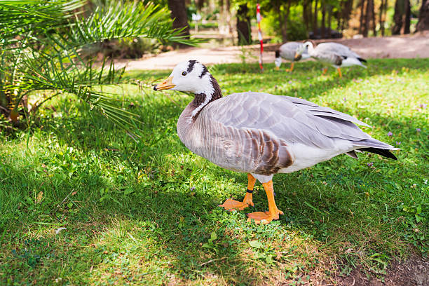 A beautiful bar-headed goose with distinctive black stripes on its head stands gracefully on a vibrant green lawn in a park.Close up photo