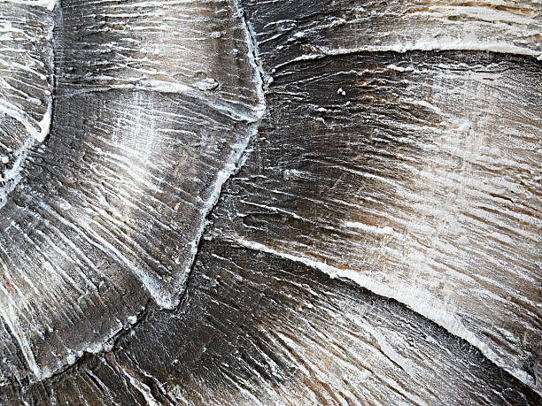 istock CloseUp View of an Intricately Patterned Fossilized Shell Showcasing Natures Artistry 2241471751