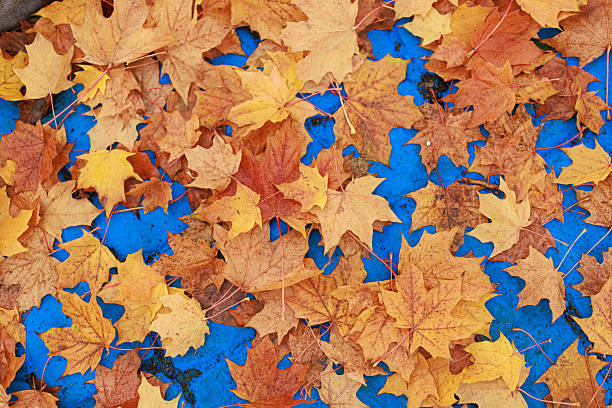 Dry maple leaves scattered on bright blue surface. Contrast autumn background with copy space for design or social media.