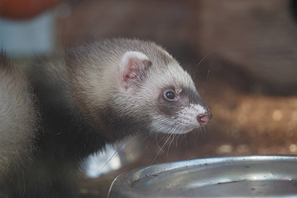 A ferret examines its environment near a metal water bowl.
