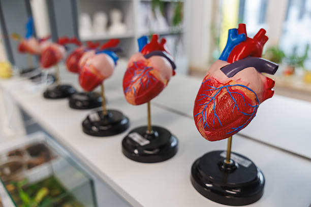 istock Anatomical Heart Models Row on Display for Medical Education 2241474400