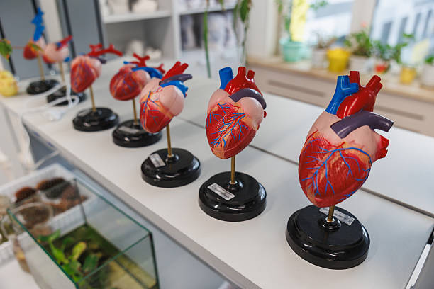 istock Row of Anatomical Heart Models on Stands in Educational Lab Display 2241474455