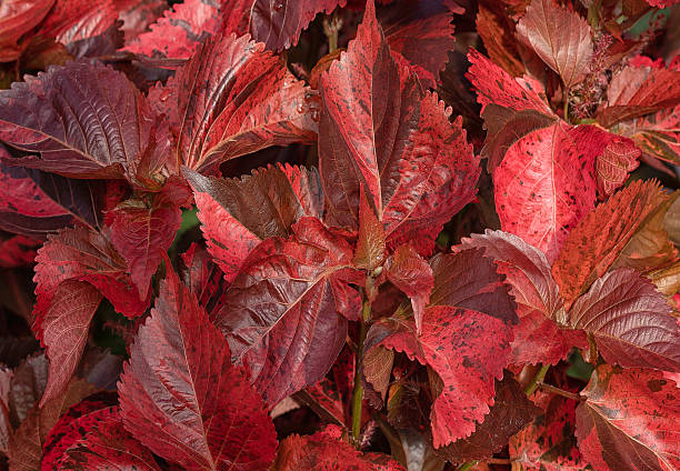 istock The plant shown in the image is a Copperleaf 2241477413