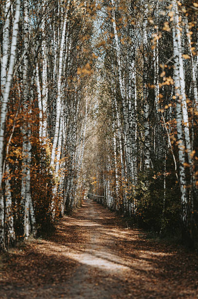 Beautiful birch tree alley on Autumn sunny day