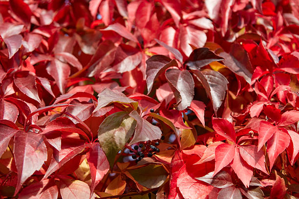 Vibrant red leaves of climbing vine decorative grapes create stunning autumn backdrop, showcasing rich textures and colors, perfect for nature-themed designs or seasonal projects with ample copy space