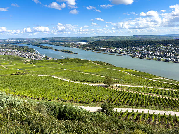 istock Grape vines and view towards Rudesheim, Germany 2241479105
