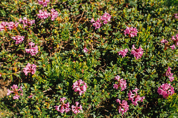 istock Magical pink rhododendron flowers on a summer mountain 2241479642