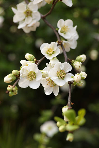 A spreading deciduous shrub about 2m tall and wide, with spiny branches bearing glossy dark green, oval leaves, and clusters of single, pure white flowers 4cm wide, along the bare branches before the leaves emerge in spring, followed by aromatic green-yellow fruit. These can be used to make jams and jellies but please see notes on toxicity for further advice.