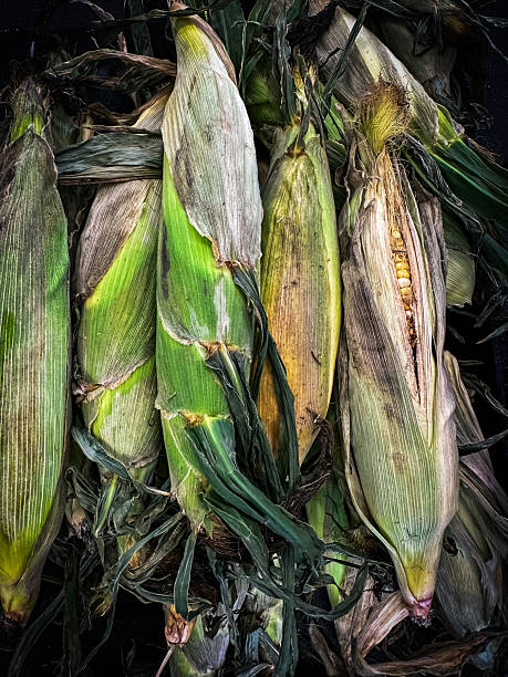 Ears of Corn
