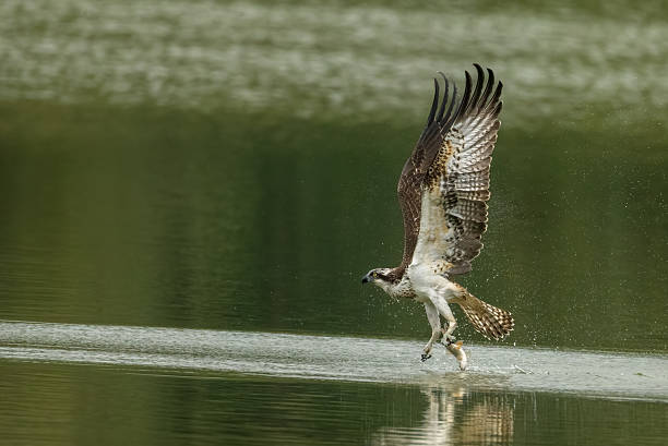 istock Beautiful osprey (Pandion haliaetus) flying in a lake. 2241482147