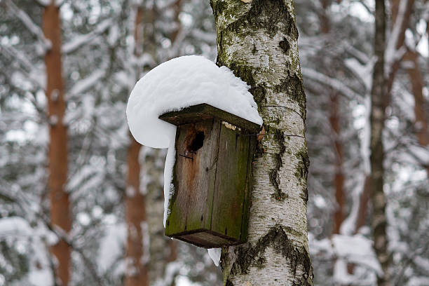 Snow covered forest