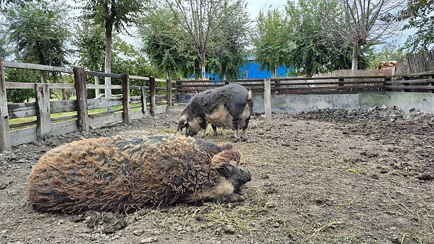 istock Mangalica pigs in a muddy farm pen. 2241484603