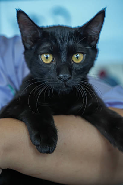 istock Black cat with bright yellow eyes being gently held, looking directly at the camera — elegant feline portrait representing beauty, trust, and modern pet lifestyle. 2241486323