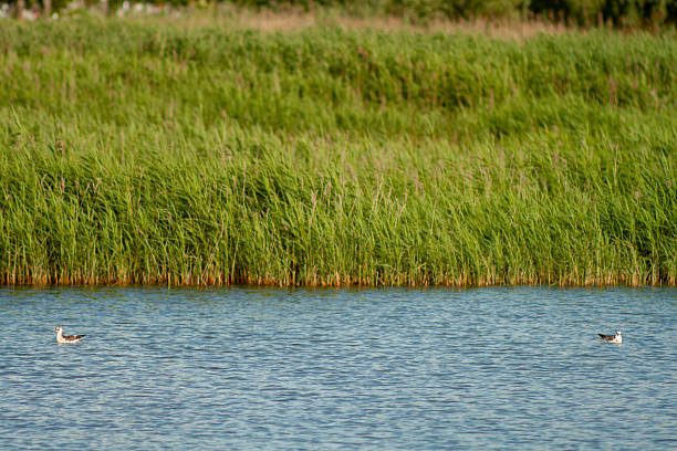istock Birds on Calm Lake with Reedy Shoreline 2241489968