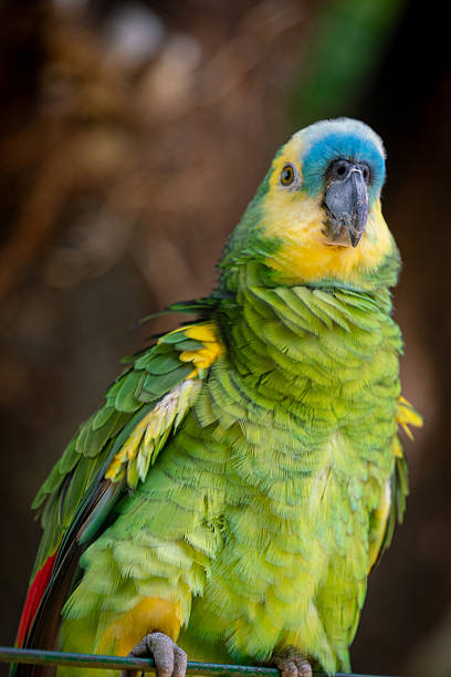istock Tropical Parrot with Red Eye and Emerald Plumage 2241491124