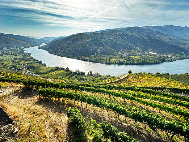 istock Vineyard Along the Douro River, Portugal 2241491918