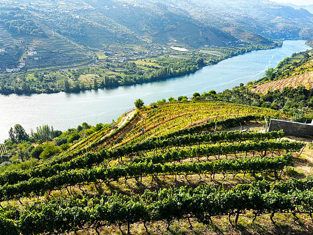 istock Vineyard Along the Douro River, Portugal 2241491945