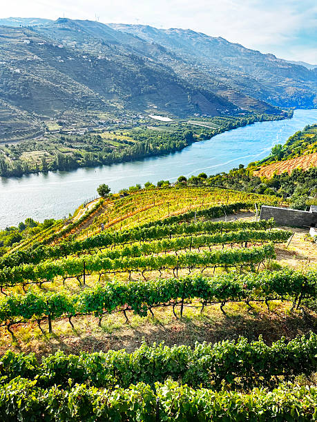 istock Vineyard Along the Douro River, Portugal 2241491958