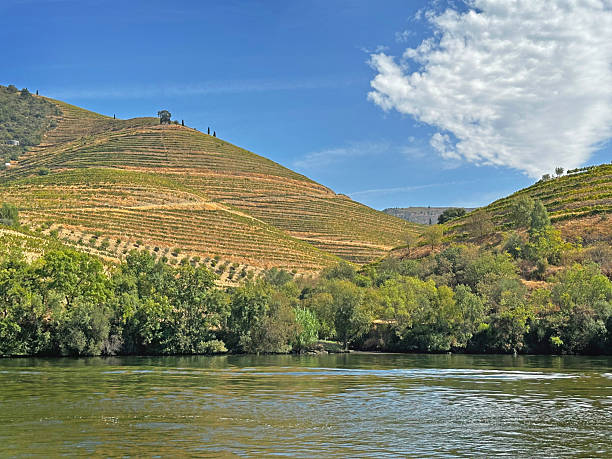 istock Vineyard Along the Douro River, Portugal 2241492181