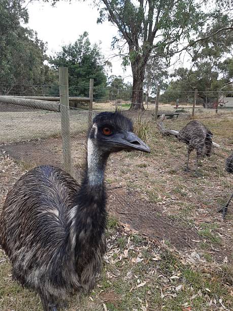 istock Emu in the field 2241494269