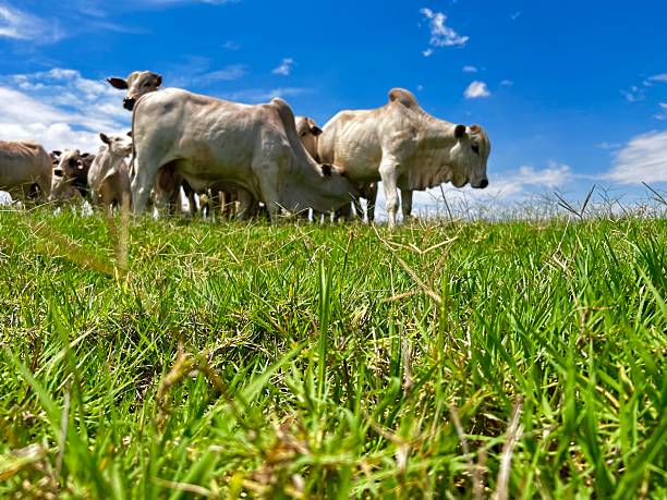 istock Herd of nelore bovine animals on high intensive grass system project. Livestock ranch 2241494793