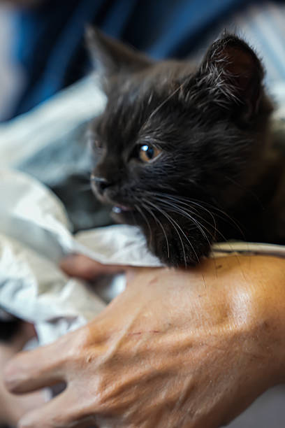 istock Tiny black kitten being gently held in human hands, wrapped in a soft cloth — heartwarming pet moment symbolizing care, love, and animal rescue compassion. 2241496516