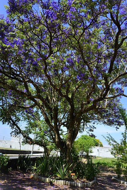 istock The mimosa jacaranda tree (Jacaranda mimosifolia) with its beautiful purple flowers 2241501159