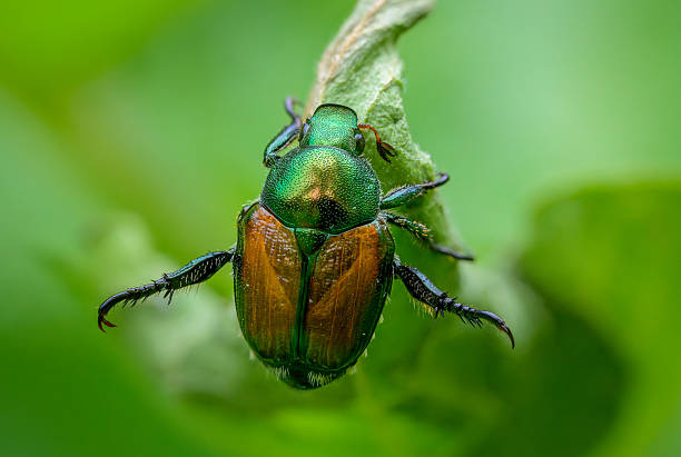 730+ Macro Of An Iridescent Green Beetle Stock Photos, Pictures